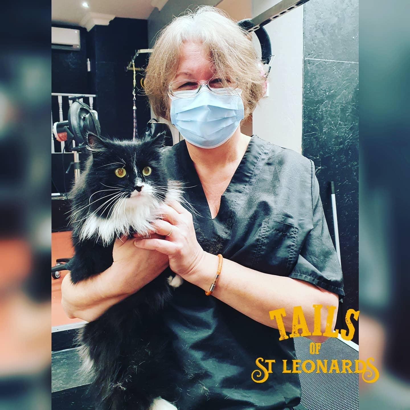 Cat Grooming Tails of St Leonards